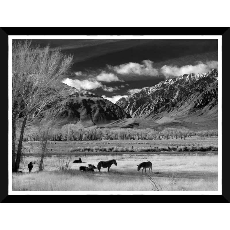 Chevaux sauvages - Photographie avec cadre photo