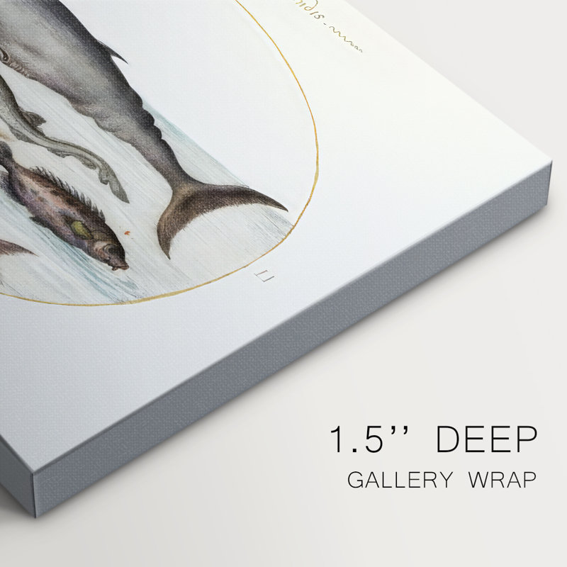 Hoefnagel Sea Vignettes III -Galerie enveloppée Cavas, 12 x 18