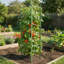 6-pack Adjustable Tomato Cages For Garden Plant Support, Up To 48" Plant Stakes And Trellis Set
