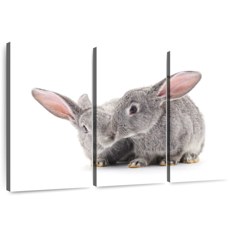 Deux bébés lapins