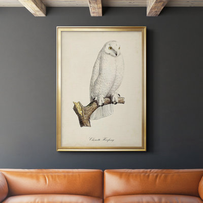 " French Owls IV "