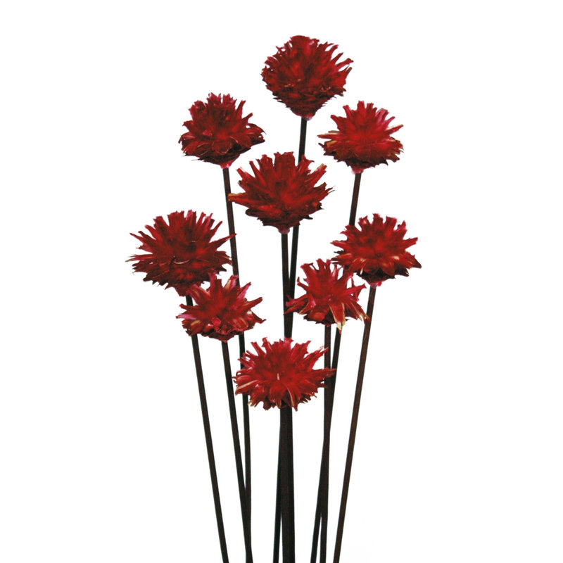 Vickerman 20" Red Plumosum Head attached to a Brown Stem, 9 stems, Dried