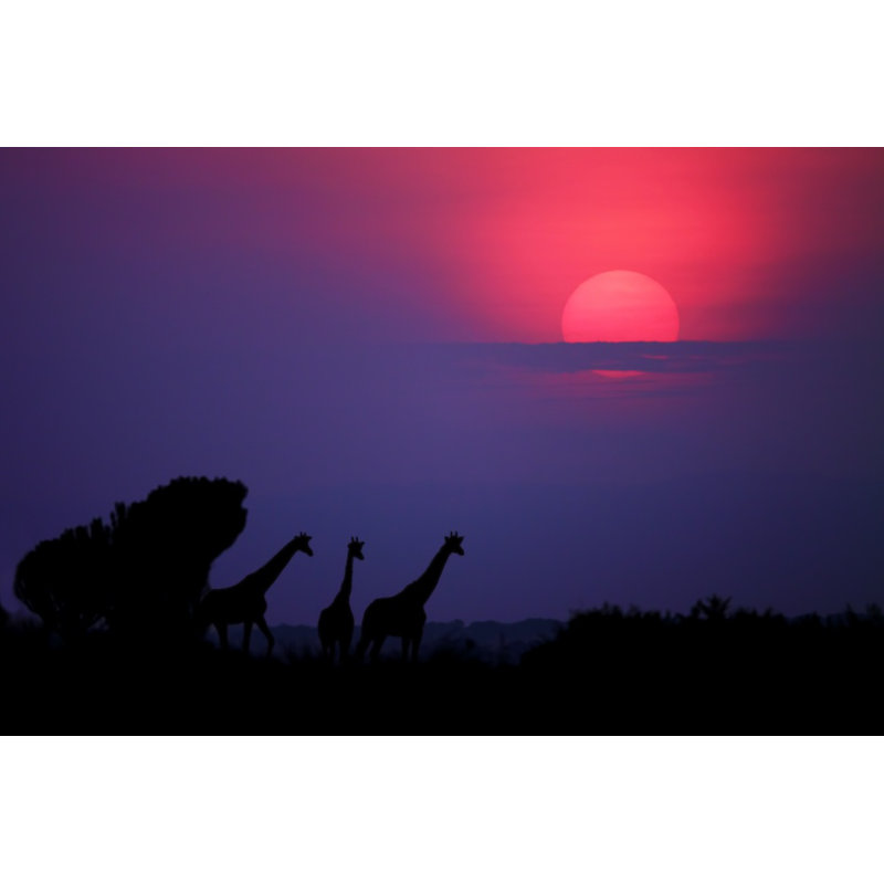 Wrapped Canvas Print, 76.2 cm H x 50.8 cm W