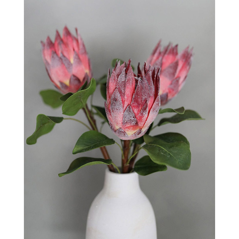 Protea 23,5 po bourgogne, Burgundy