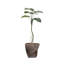 Plante de 68,5 po