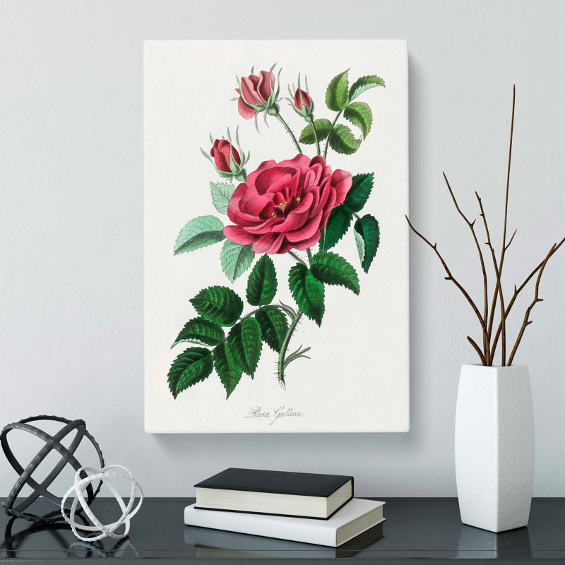 French Rose Illustration - Wrapped Canvas, 76cm H x 50cm W x 3cm D
