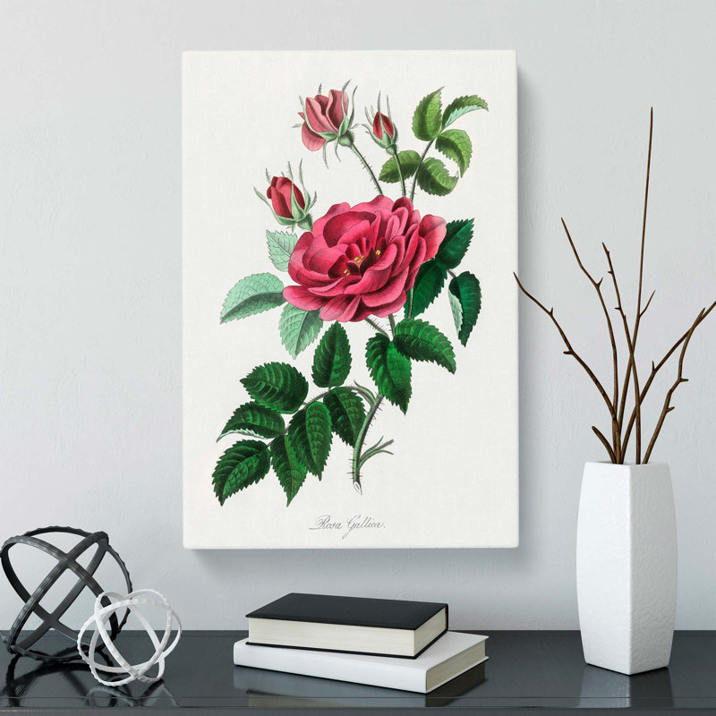 French Rose Illustration - Wrapped Canvas, 60cm H x 40cm W x 3cm D