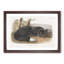 American Black Fox 1 Piece Single Picture Frame Painting-55544579-55544587