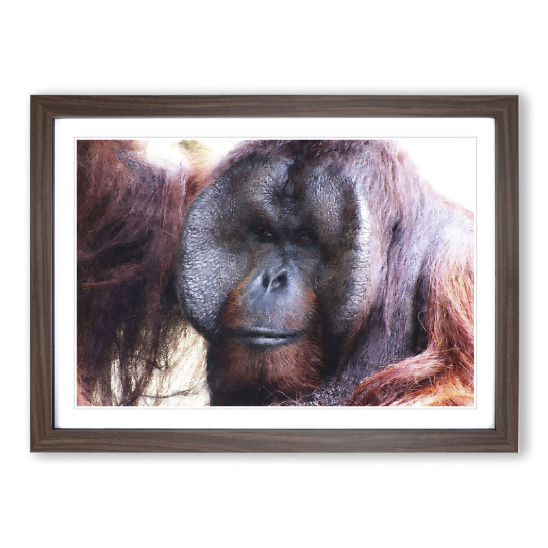 Orangutan Monkey Vol.2 - Framed Print, Walnut Framed, 48cm H x 65cm W x 2cm D