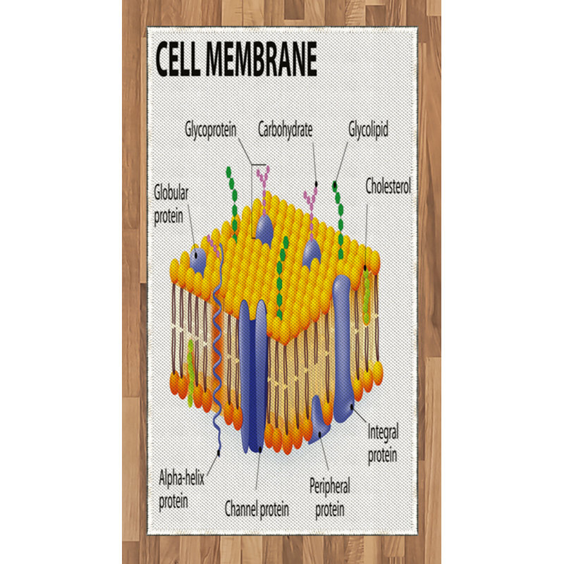 Tapis décoratif à longues fibres en fibres à haute densité Science, Rectangle 2 pi 7 po x 5 pi
