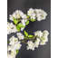 Arrangement floral cerisier en fleurs dans un vase (5 tiges)