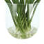 Calla Lilies in Glass Vase