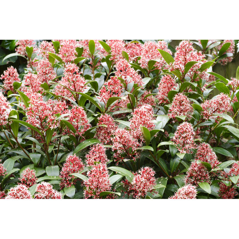 Skimmia by PaulMaguire - Wrapped Canvas Print, 61cm H x 91cm W