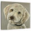Goldendoodle sur fond gris-109221301