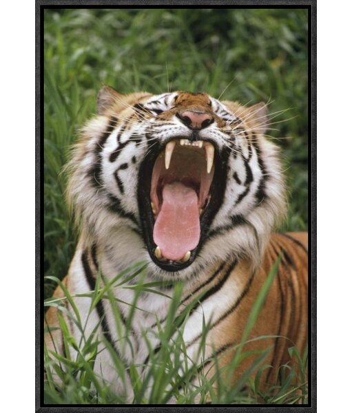 : GRAPHICS & MORE Bayou Bengals Fierce Tiger Floating