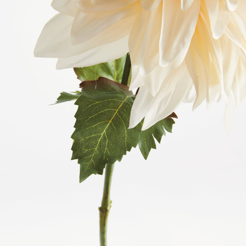 TIGE DAHLIA 28 po, Crème, crème