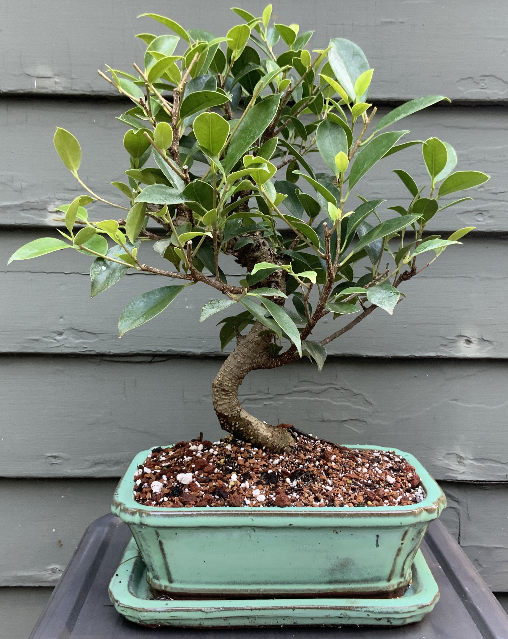 Decorative Semi shade Ficus Bonsai tree, For Outdoor at best price