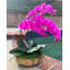 Orchidées florales-226213533-225985726
