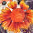 " Blanket Flower "-17214919