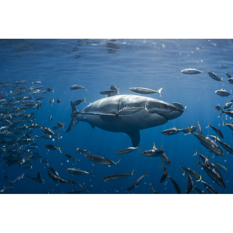" Mackerel And Great White Shark ", 12" H x 18" W