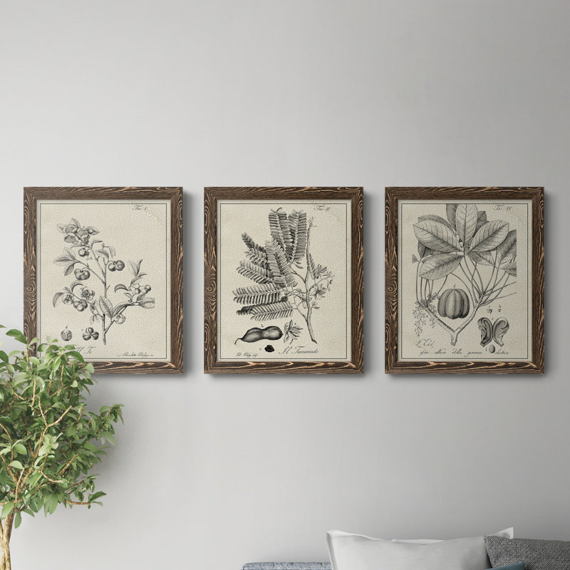 «Antique Black and White Botanical IV», ensemble de 3 reproductions d'art sur toile, Noyer, H 24 po x l 36 po x P 1,5 po