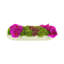 Orchidée Adelina et arrangement de plantes grasses-1665462800