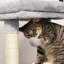 Deangelo 203.2cm H Cat Tree