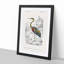 Heron by Charles D'Orbigny - Picture Frame Painting Print-55602239-55602237