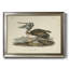 " Audubons Brown Pelican "-301430614