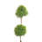 United Nursery Live Evergreen Plant in Nursery Pot