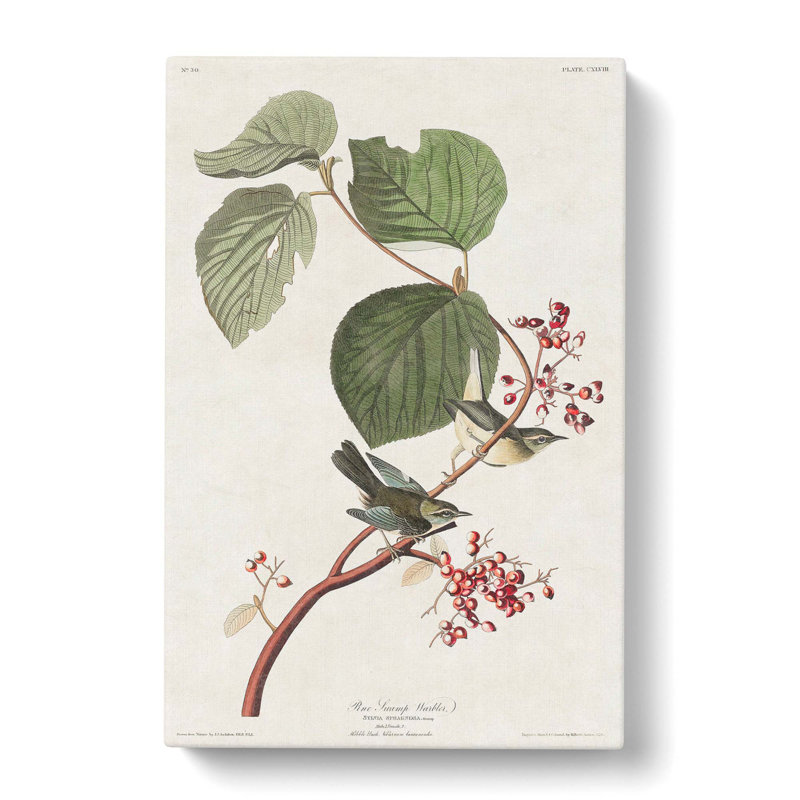 Pine Swamp Warbler by John Audubon - Wrapped Canvas, 60cm H x 40cm W x 3cm D