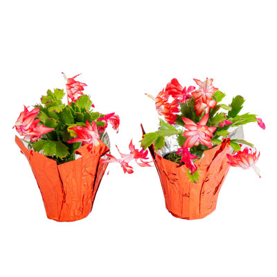 Zygocactus In Pot Cover, 2-Pack