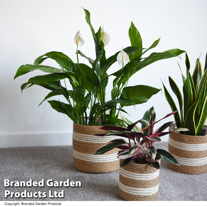 Nara Pot Planter