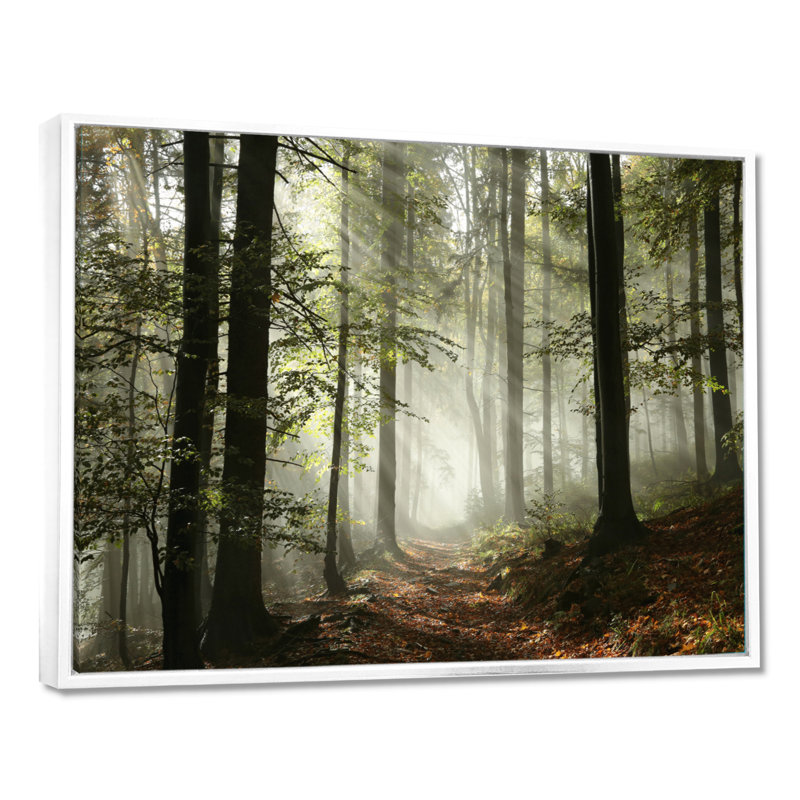 Lumière dans une forêt d'automne dense avec brouillard, œuvre d'art, H 30 po x l 40 po, Reproduction avec cadre flottant