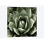 «Succulent II», impression sur toile-29174038-72797715-72797717