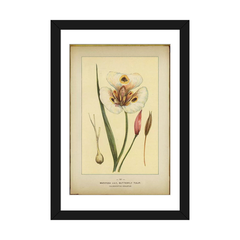 «Mariposa Lily», reproduction sur toile, H 24 po x l 16 po x P 1 po, Papier d'art encadré noir, Blanc