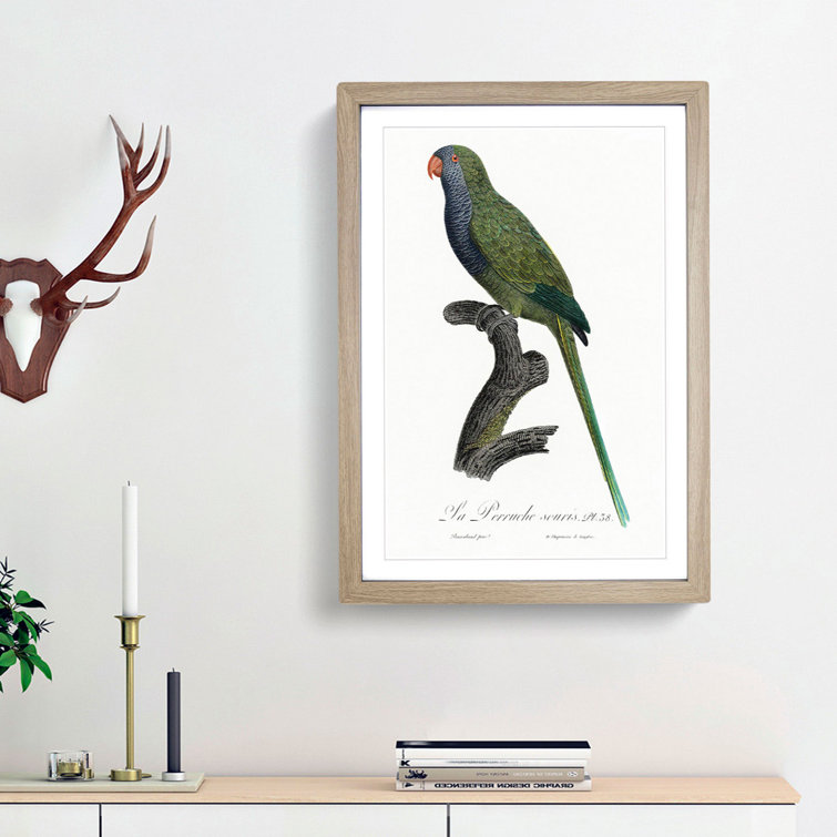 Monk Parakeet by F. Levaillant - Picture Frame Art Print