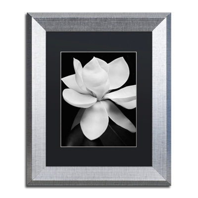 " Magnolia " by Michael Harrison