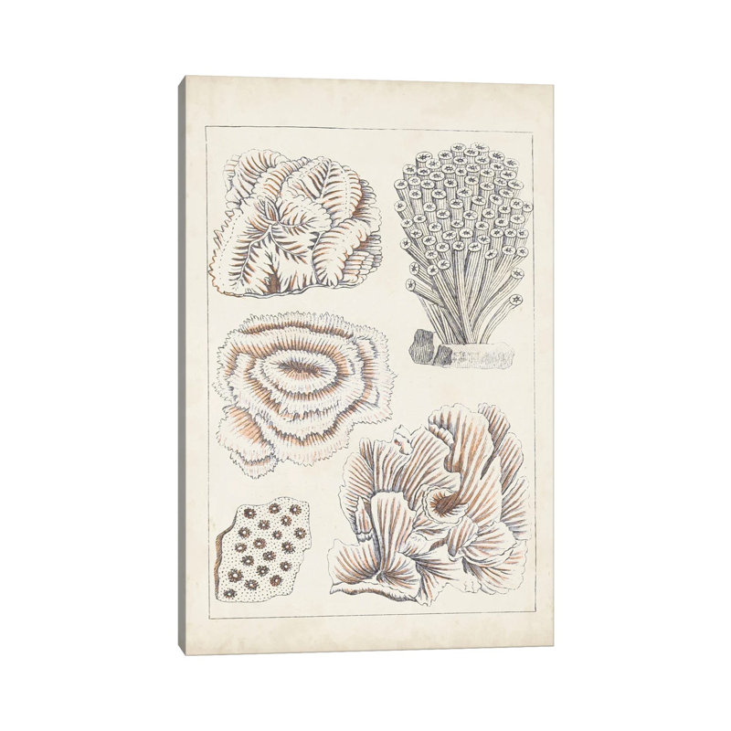 Antique White Coral I by Vision Studio - Wrapped Canvas Print, 20.32 cm H x 30.48 cm W