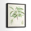 Antique Ammond Botanical III - reproduction encadrée de qualité supérieure - prête à être accrochée - aucun clou requis - aucun clou requis-1669487680-1669487682