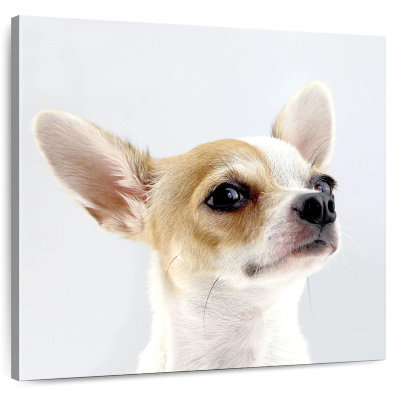 Crowle Musing Chihuahua, 24" H x 24" W