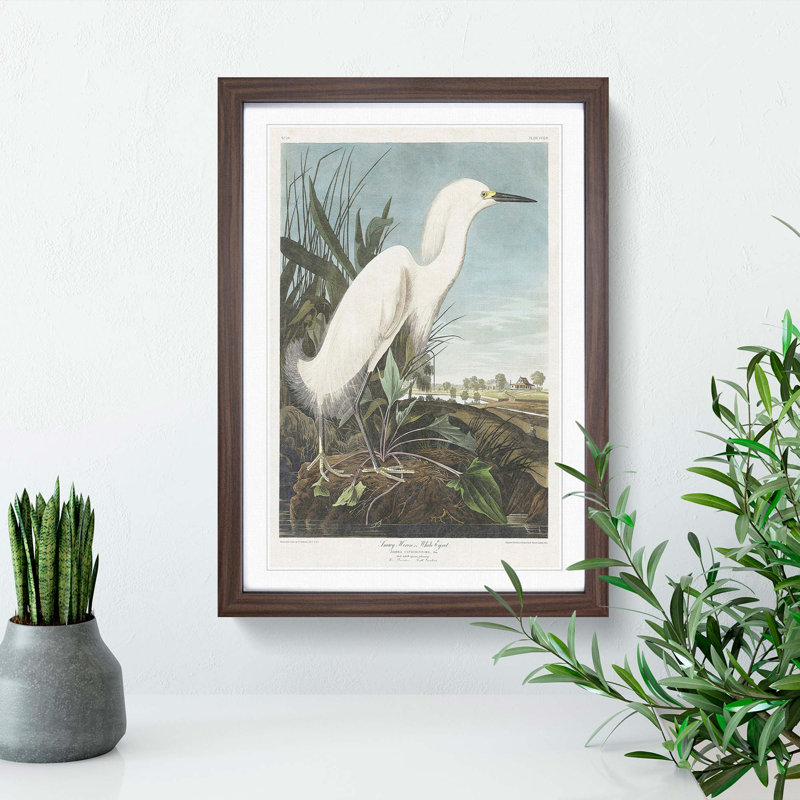Snowy Heron by John Audubon - Picture Frame Painting Print on MDF, Walnut Framed, 65cm H x 48cm W x 2cm D