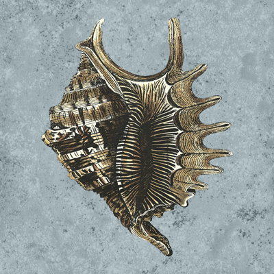 Stonewashed Shells V by Vision Studio - Wrapped Canvas Print