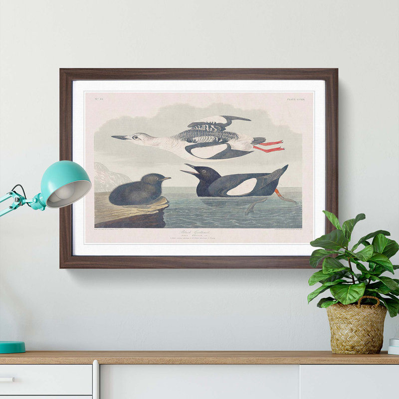 Black Guillemot Bird by John James Audubon - Picture Frame Art Print, Walnut Framed, 48cm H x 65cm W x 2cm D