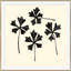 Trefoil Print by Susan Hable