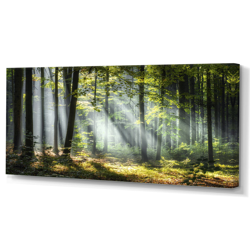 Sunny Morning Magic Forest III - Forest photography on Canvas Forest wall art print, 28" H x 60" W, Wrapped Canvas, No Frame