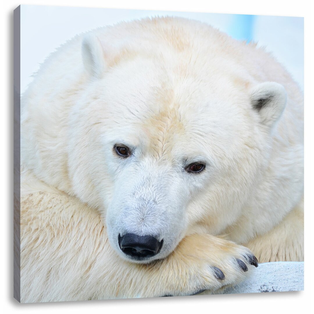 Leinwandbild Nachdenklicher Eisbär