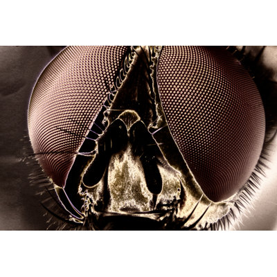 Micro Photo Of A Fly - Wrapped Canvas Print