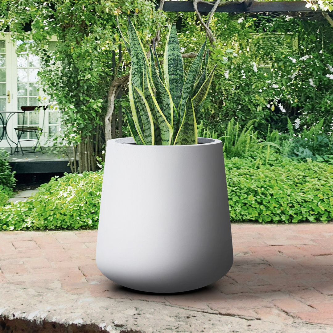 Laihla Concrete Pot Planter Ebern Designs 