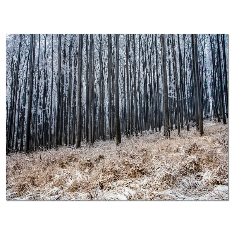 «Moody Cold Forest with Thick Woods», reproduction de photo sur toile, H 12 po x l 20 po